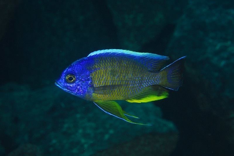 Copadichromis borleyi 'Taiwanee Reef'